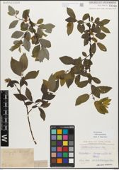 Foto von Salix myrsinifolia Salisb.